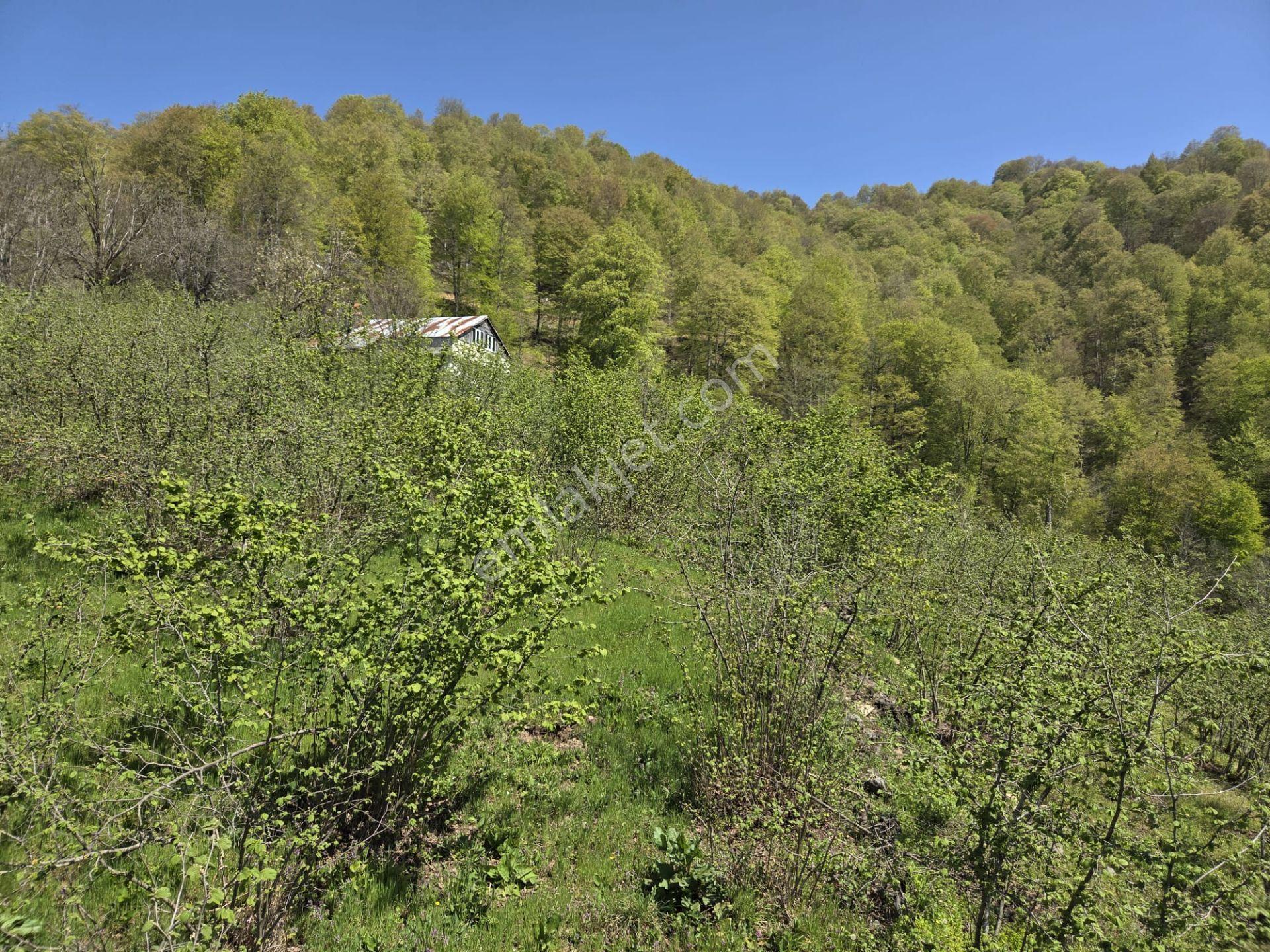 Satılık 21 Dönüm Arazi + 2 Katlı Köy Evi + 200m² Ahır | Fındık Bahçeli | - Görsel 30
