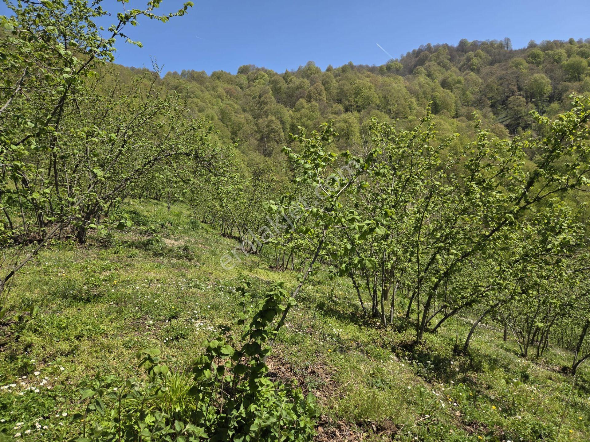 Satılık 21 Dönüm Arazi + 2 Katlı Köy Evi + 200m² Ahır | Fındık Bahçeli | - Görsel 18