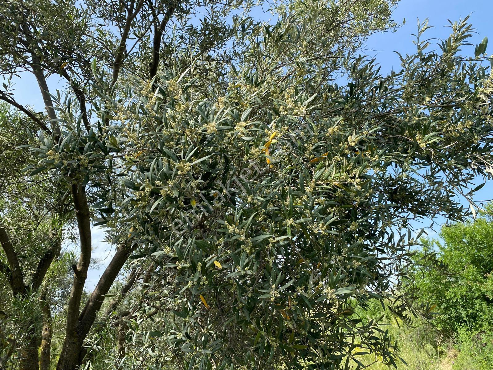 Karacasu Yenice Zeytinlik - Görsel 27