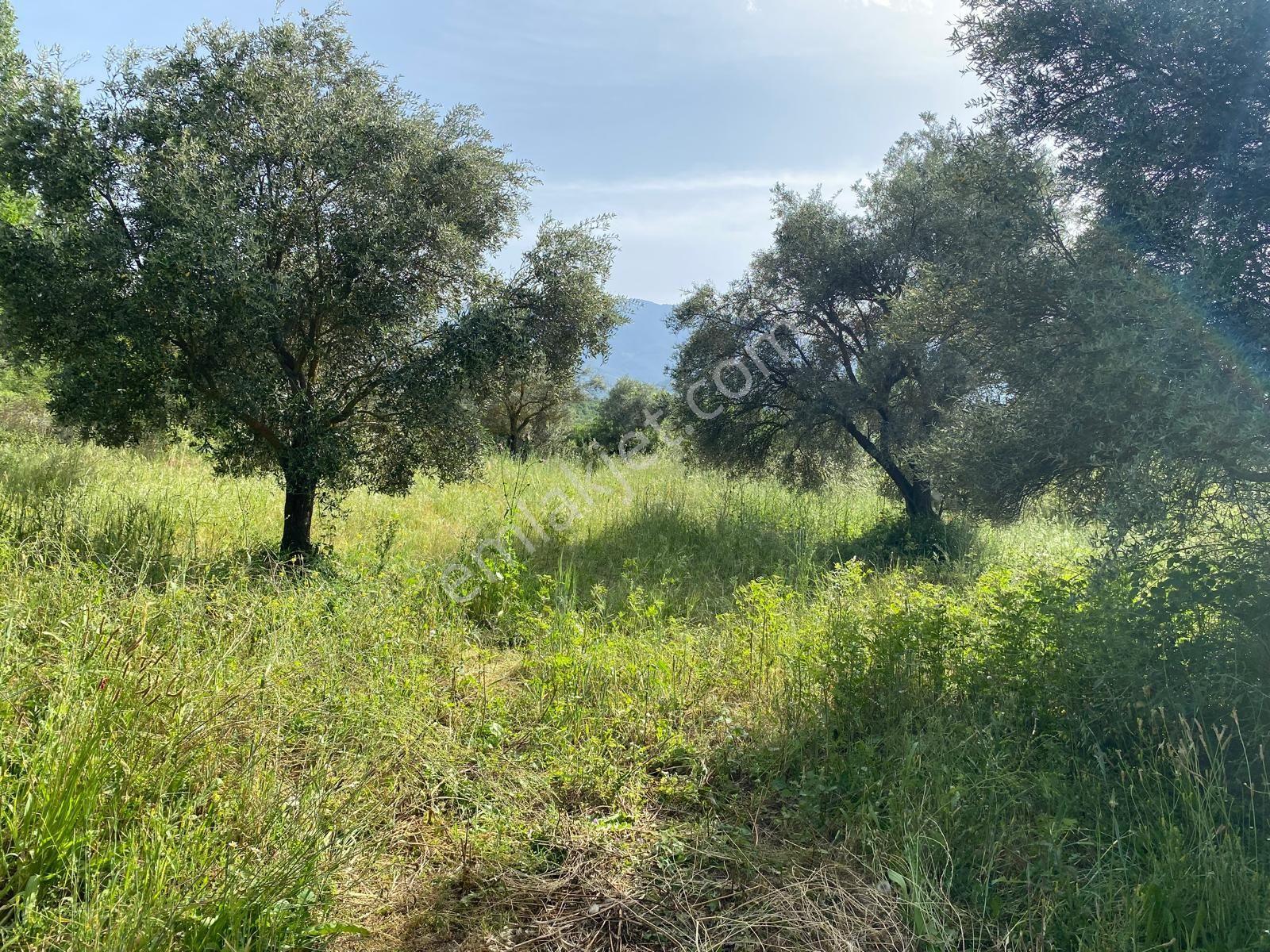 Karacasu Yenice Zeytinlik - Görsel 18