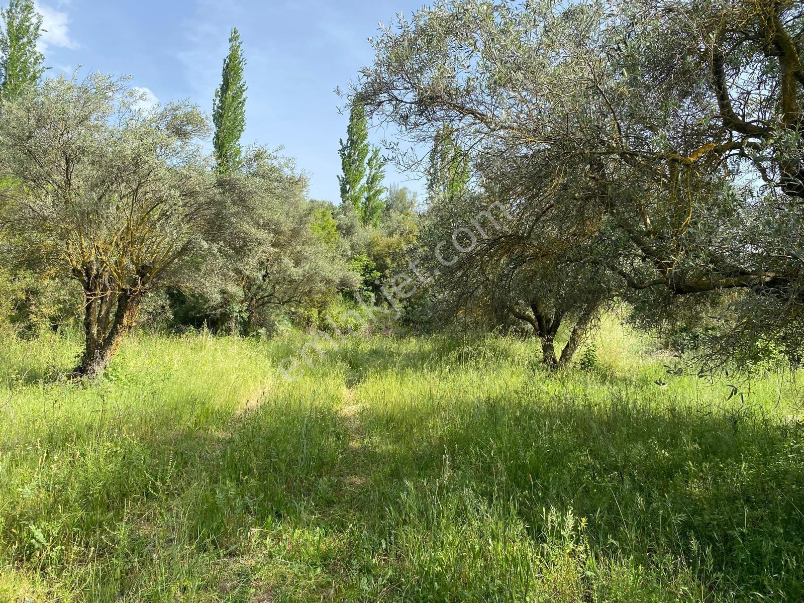 Karacasu Yenice Zeytinlik - Görsel 8