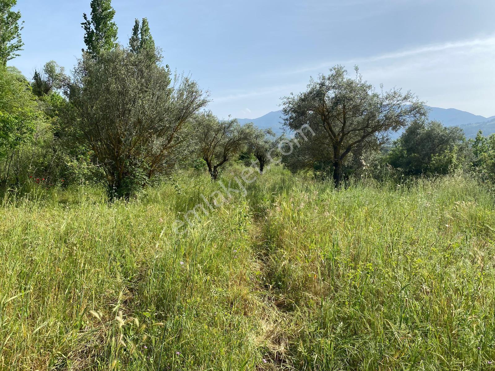 Karacasu Yenice Zeytinlik - Görsel 16