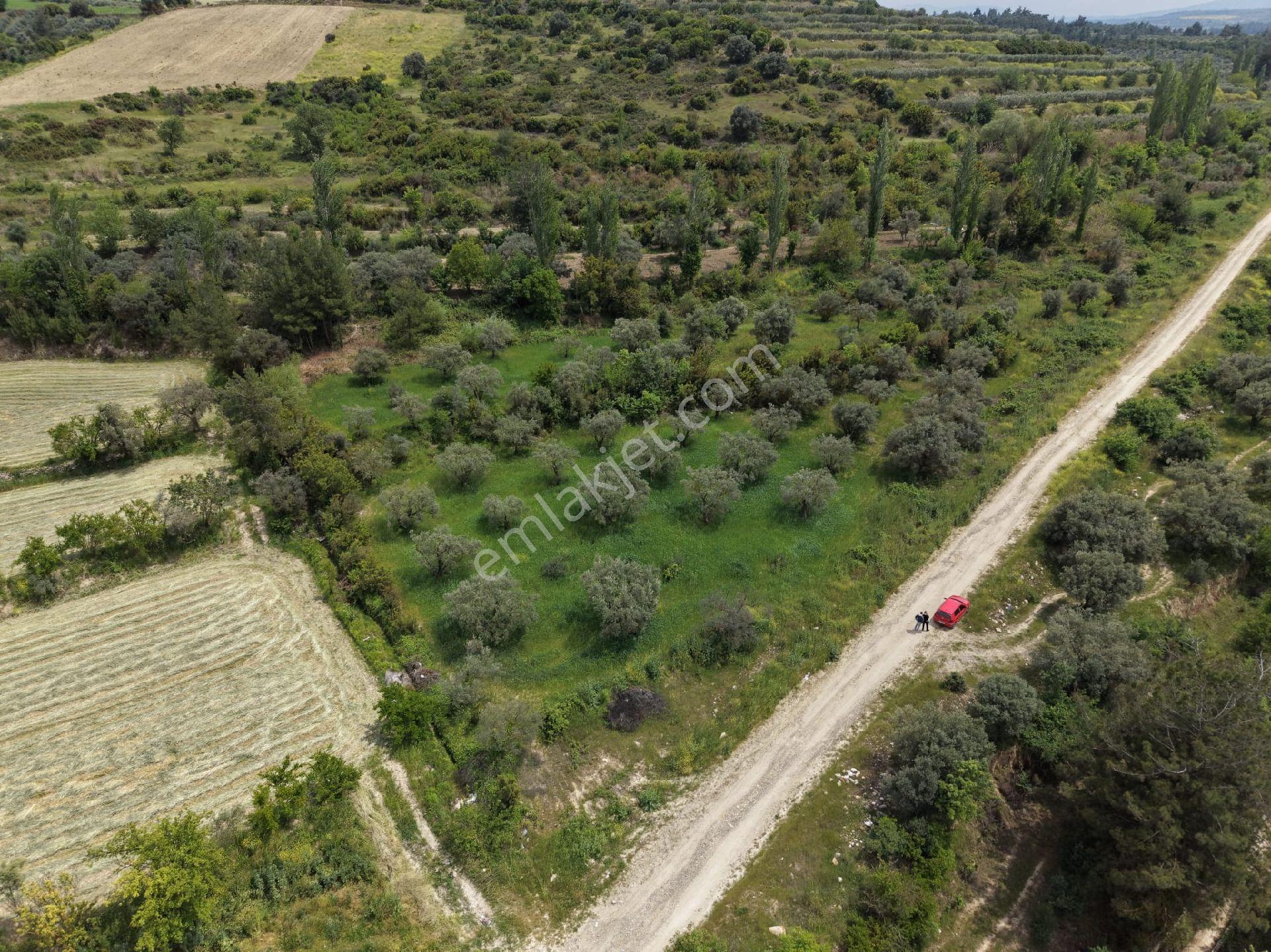 Karacasu Yenice Zeytinlik - Görsel 4