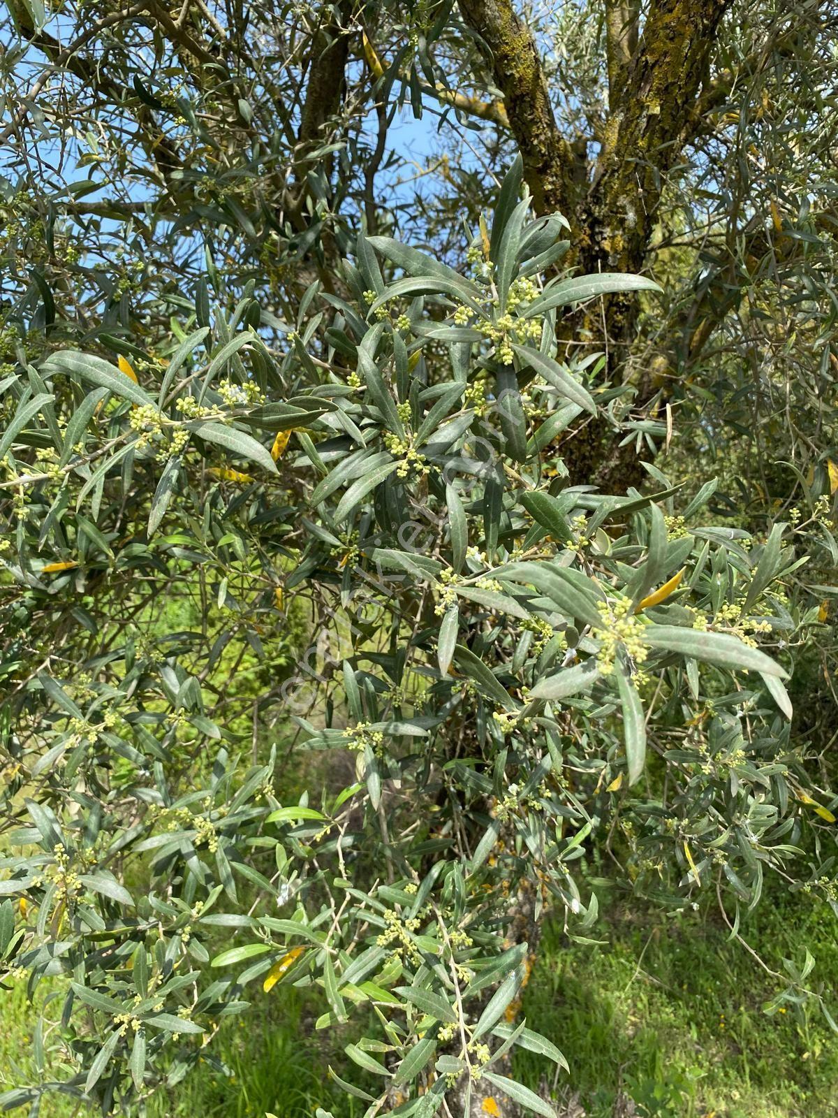 Karacasu Yenice Zeytinlik - Görsel 12