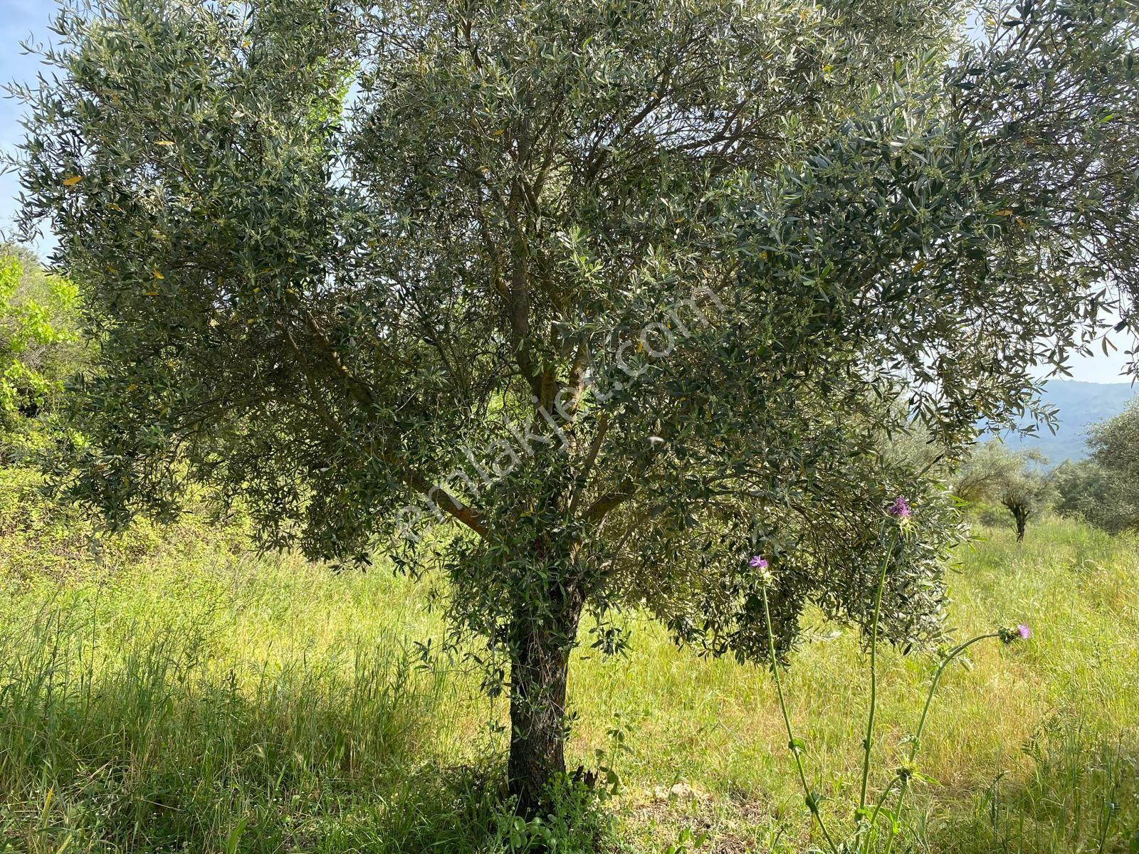 Karacasu Yenice Zeytinlik - Görsel 17