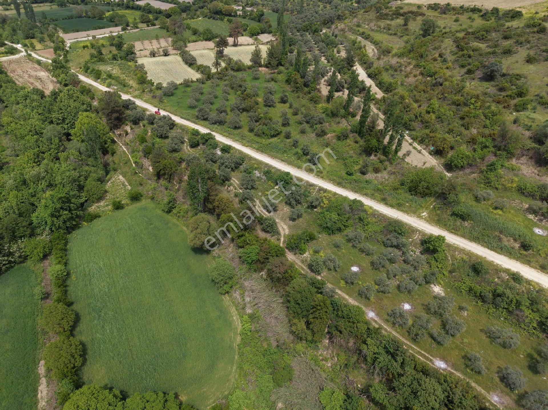 Karacasu Yenice Zeytinlik - Görsel 6