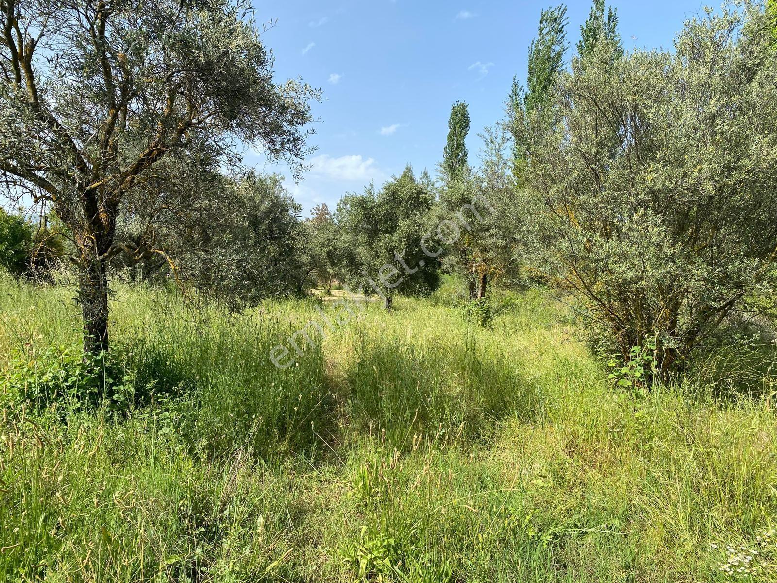 Karacasu Yenice Zeytinlik - Görsel 15