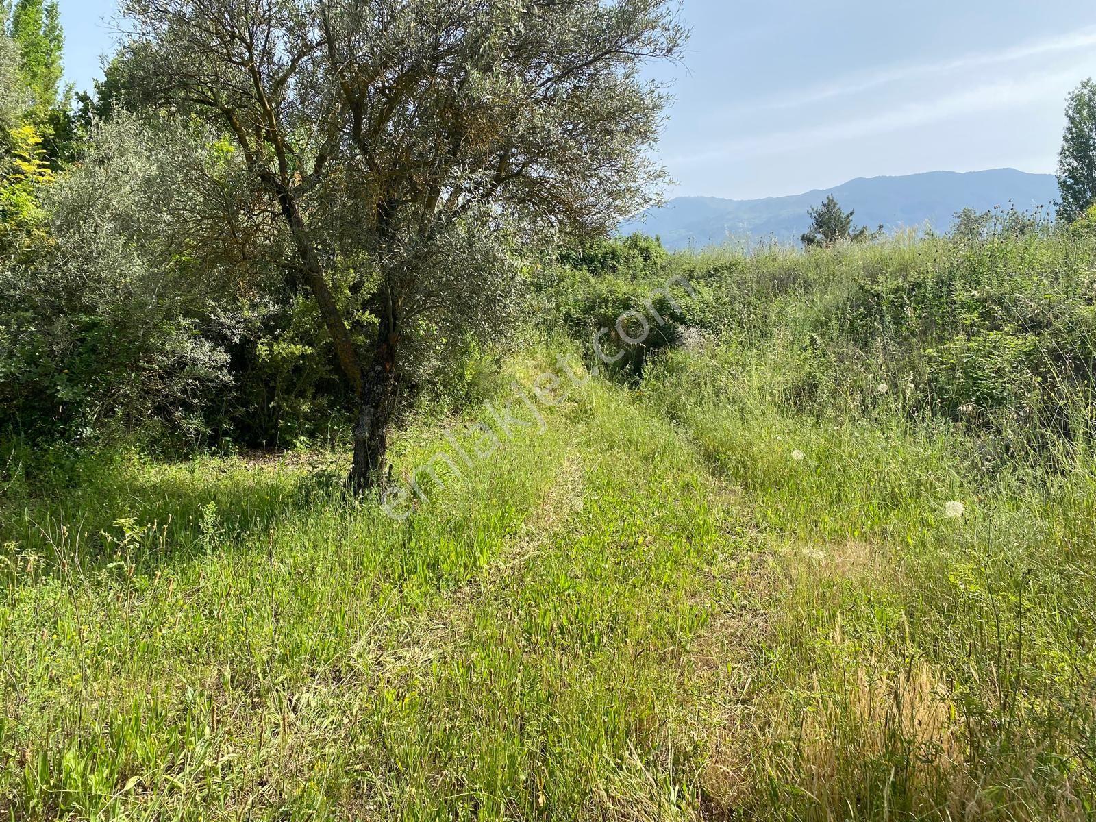 Karacasu Yenice Zeytinlik - Görsel 14