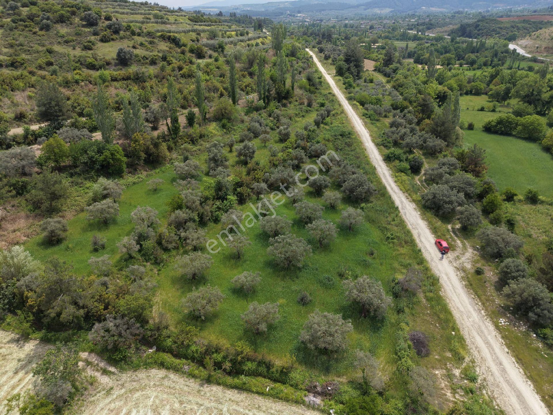 Karacasu Yenice Zeytinlik - Görsel 2