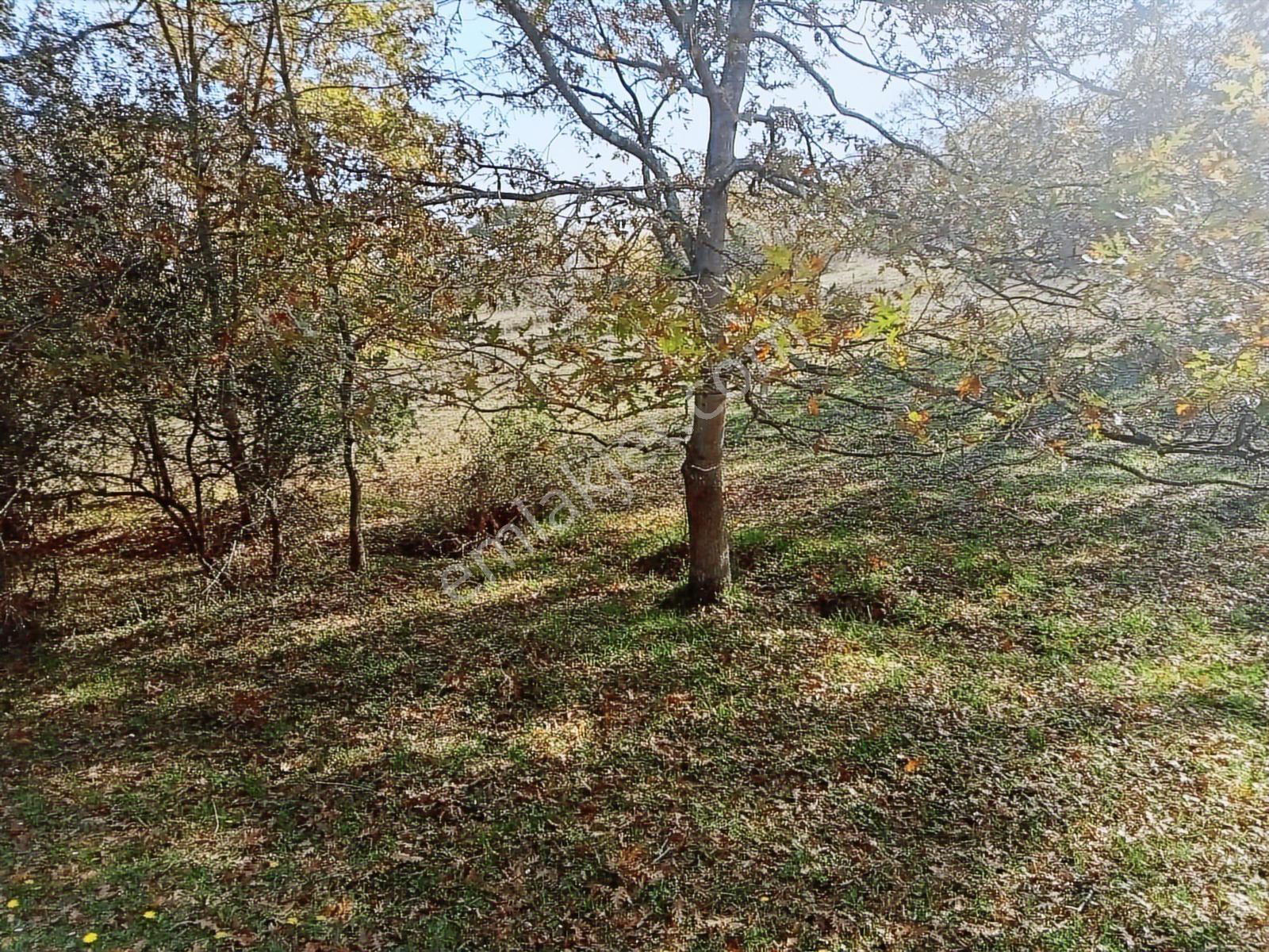 Kocaeli Kandıra Balcı Köyünde Toplulaştırmada 665 M2