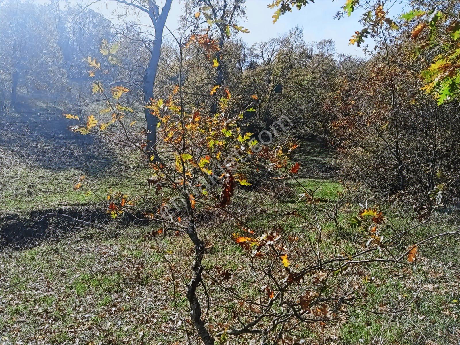 Kocaeli Kandıra Balcı Köyünde Toplulaştırmada 665 M2 - Görsel 2