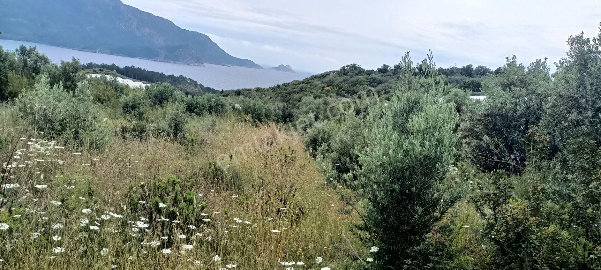 Kumluca Yenicepınar Da Deniz Manzaralı Satılık Arsa-tarla - Görsel 17