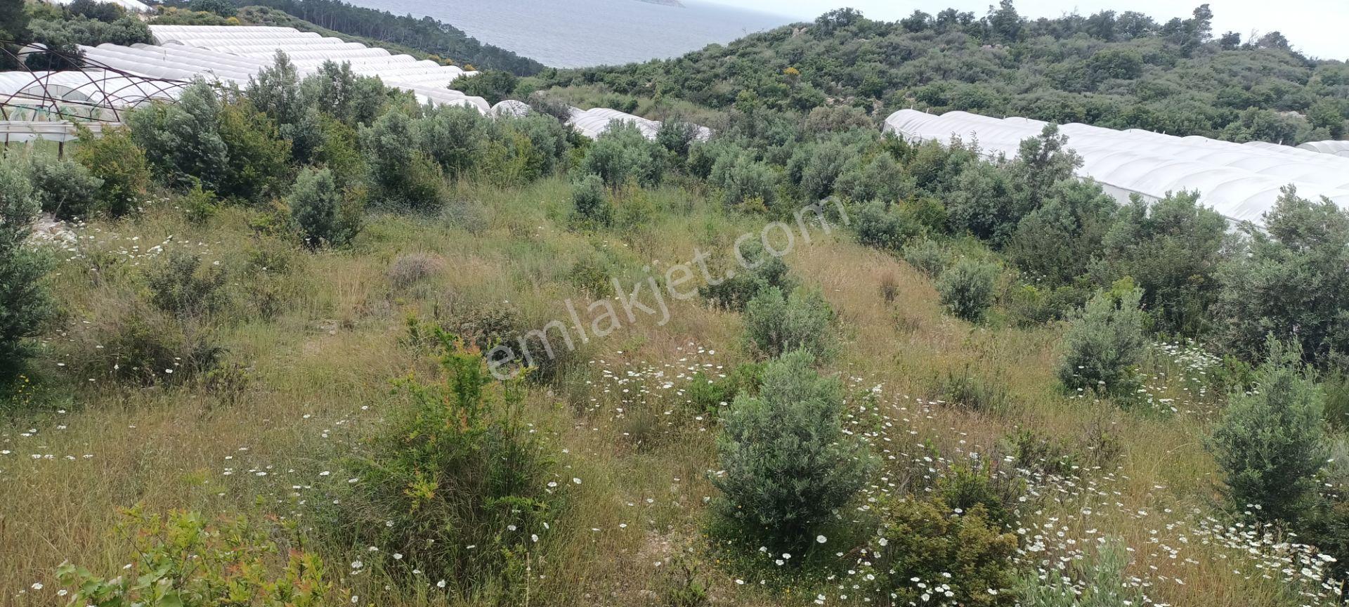 Kumluca Yenicepınar Da Deniz Manzaralı Satılık Arsa-tarla - Görsel 26