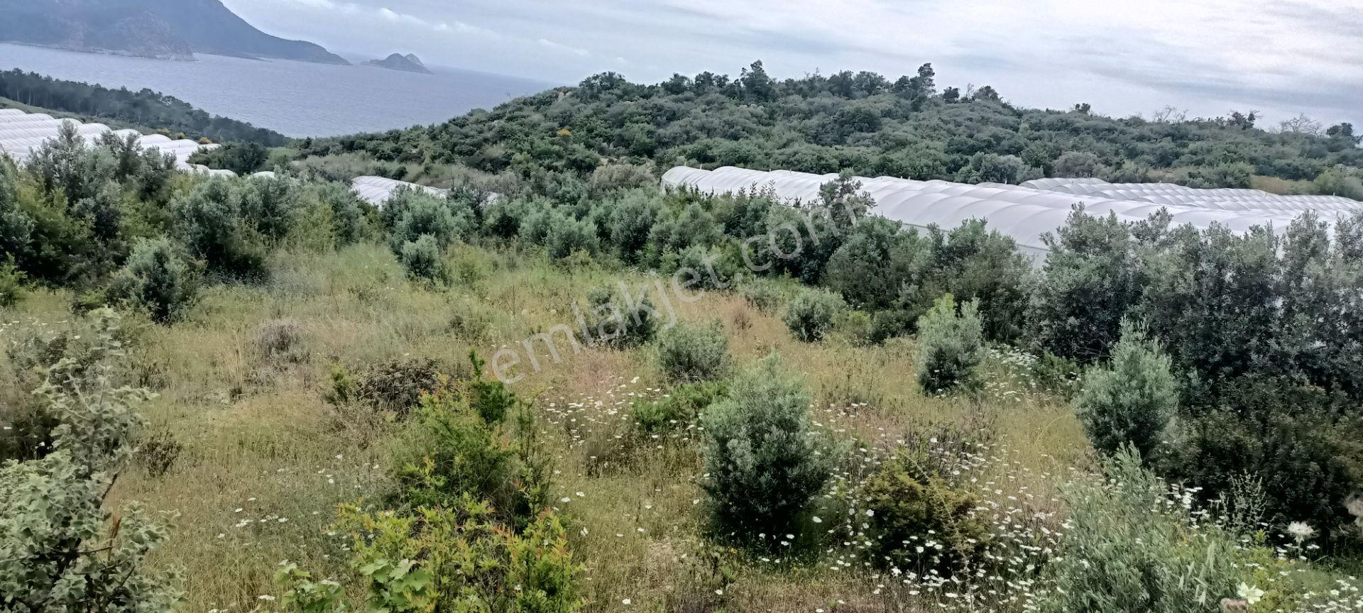 Kumluca Yenicepınar Da Deniz Manzaralı Satılık Arsa-tarla - Görsel 2