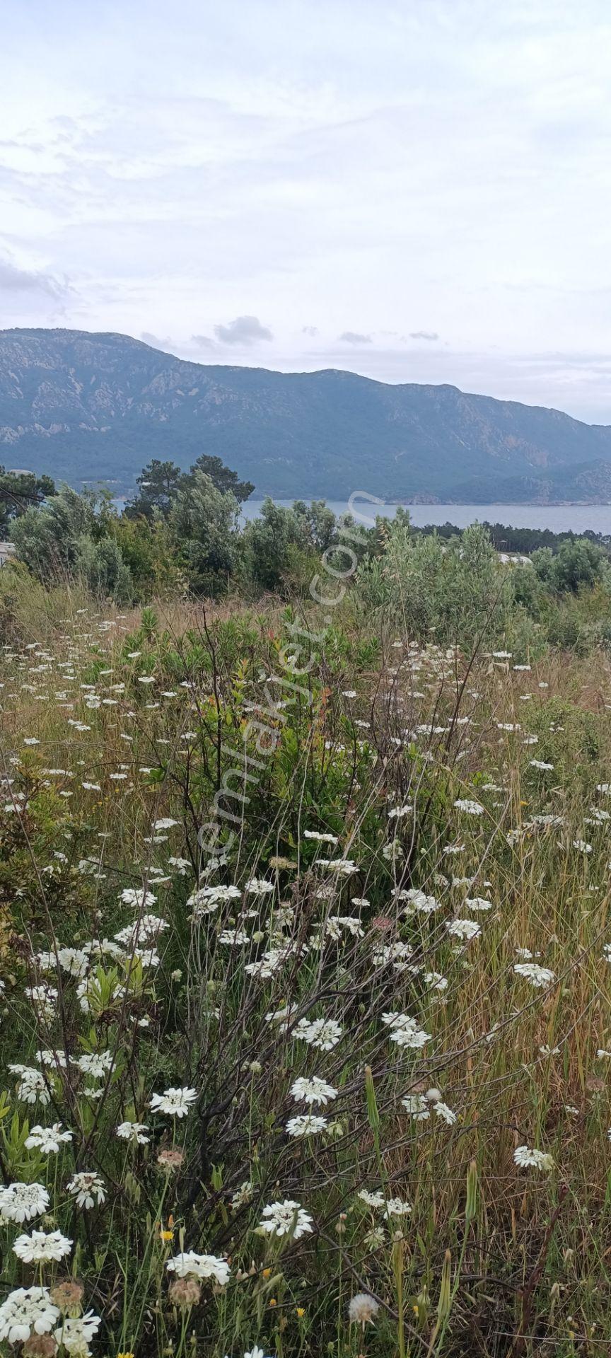 Kumluca Yenicepınar Da Deniz Manzaralı Satılık Arsa-tarla - Görsel 15