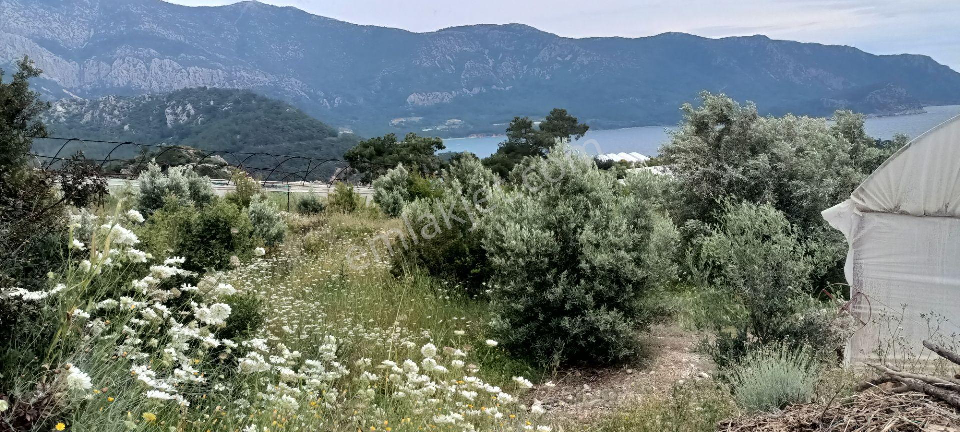 Kumluca Yenicepınar Da Deniz Manzaralı Satılık Arsa-tarla - Görsel 29