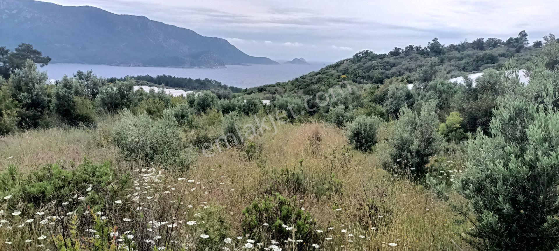 Kumluca Yenicepınar Da Deniz Manzaralı Satılık Arsa-tarla - Görsel 12
