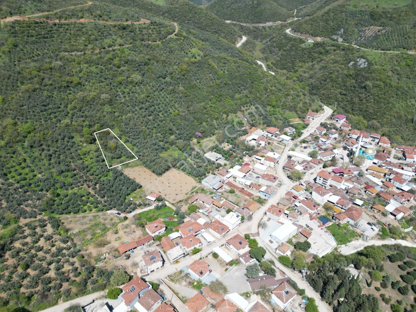 Mudanya Kaymakoba Köyünde Satılık Fırsat Zeytinlik - Görsel 9