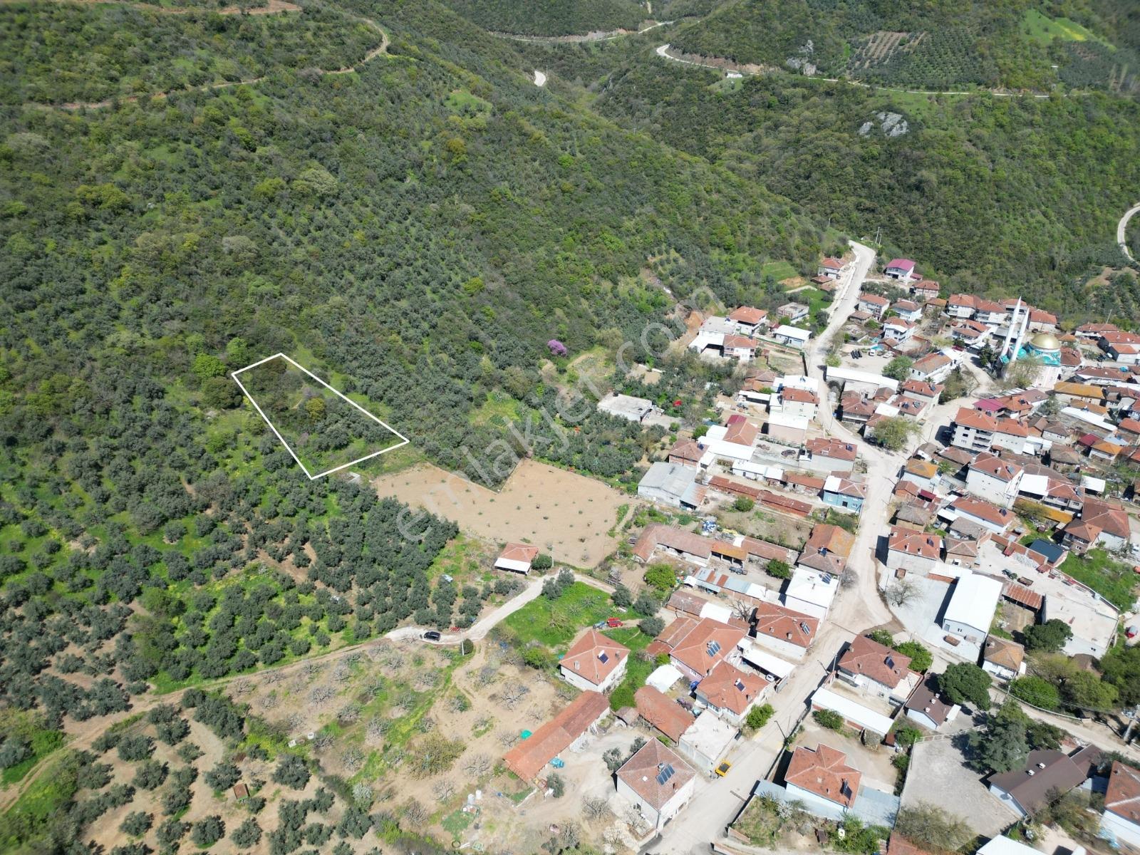 Mudanya Kaymakoba Köyünde Satılık Fırsat Zeytinlik - Görsel 4
