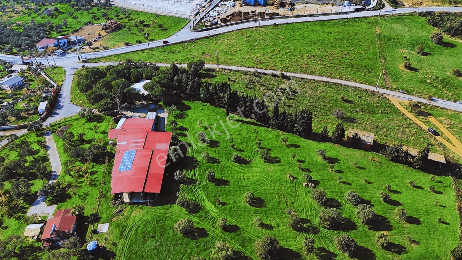 Foça Yeniköy'de Satılık Deniz Manzaralı Tarla - Görsel 25