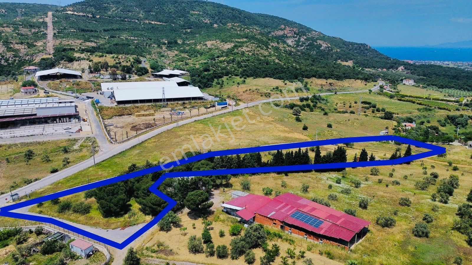 Foça Yeniköy'de Satılık Deniz Manzaralı Tarla - Görsel 33