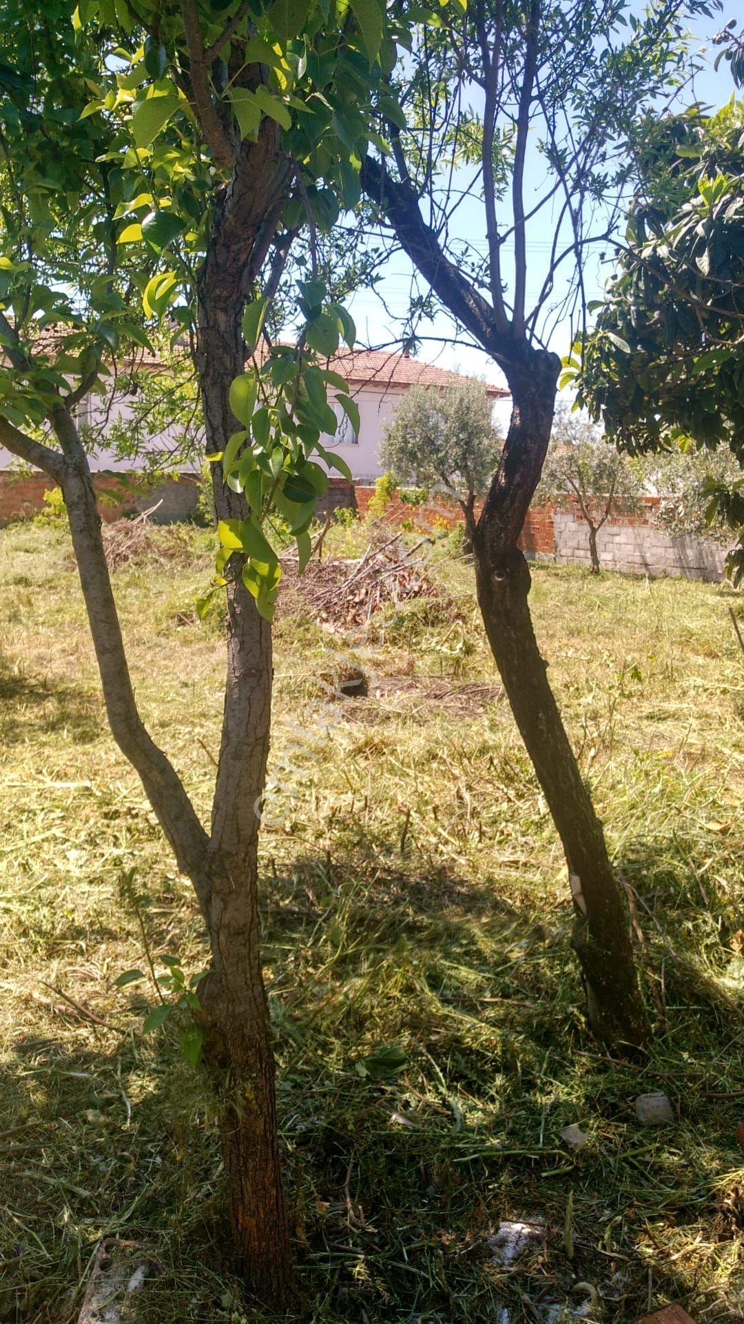 Kayalıoğlunda 675 M Bahçe İçinde Satılık Köy Evi - Görsel 6