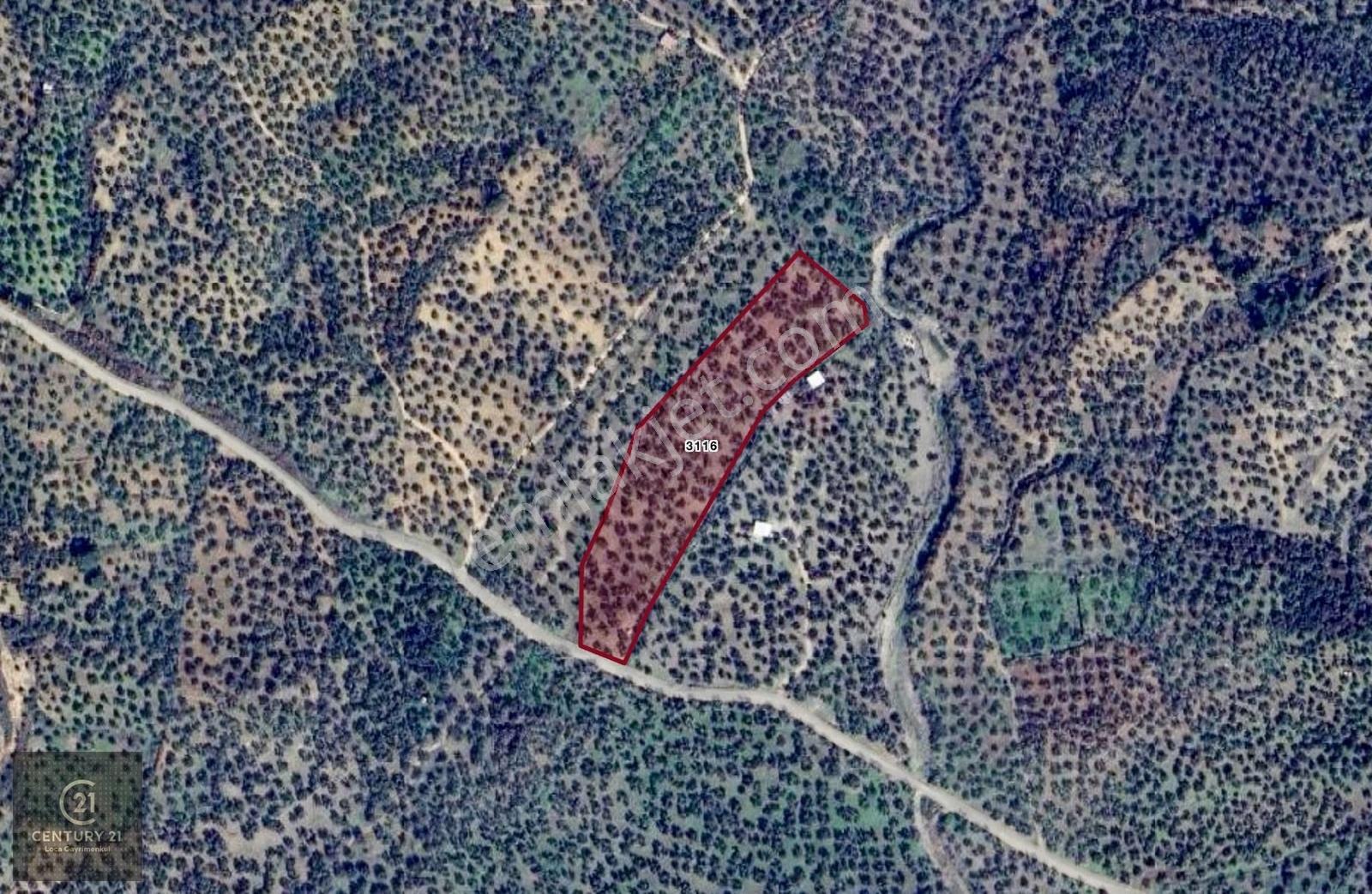 Havran Çamdibi'nde Yola Cepheli Çevrili ~200 Ağaçlı Zeytinlik