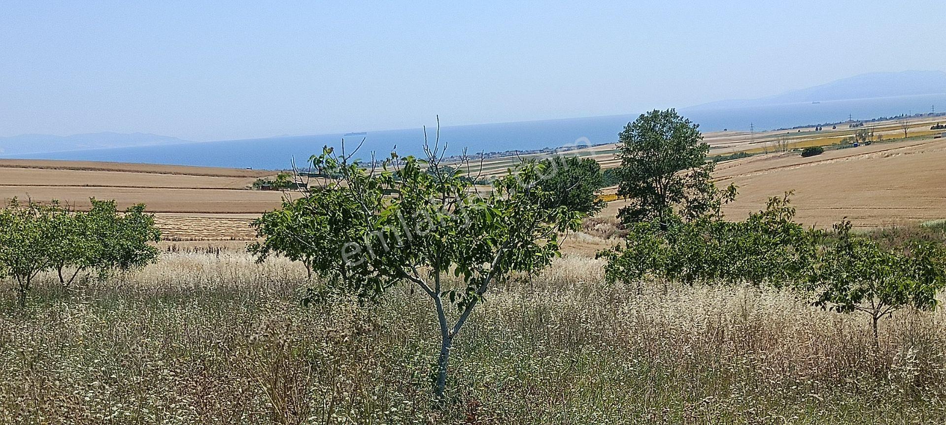 Tekirdağ / Marmaraereğlisi / Çeşmeli’de Kaçmaz Fırsat! İmar Sınırına Komşu Arazi