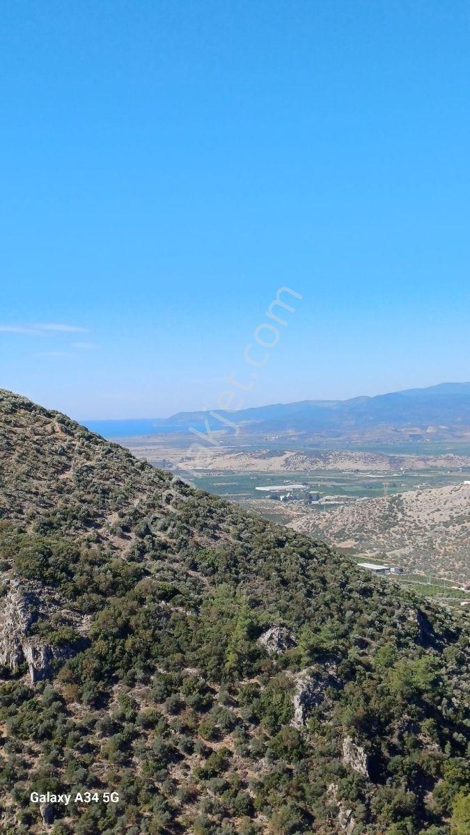 Şirince'de Fırsat! 5900m² Acil Satılık Zeytinlik Müstakil Tapulu - Görsel 2