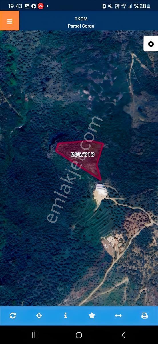 Şirince'de Fırsat! 5900m² Acil Satılık Zeytinlik Müstakil Tapulu - Görsel 10