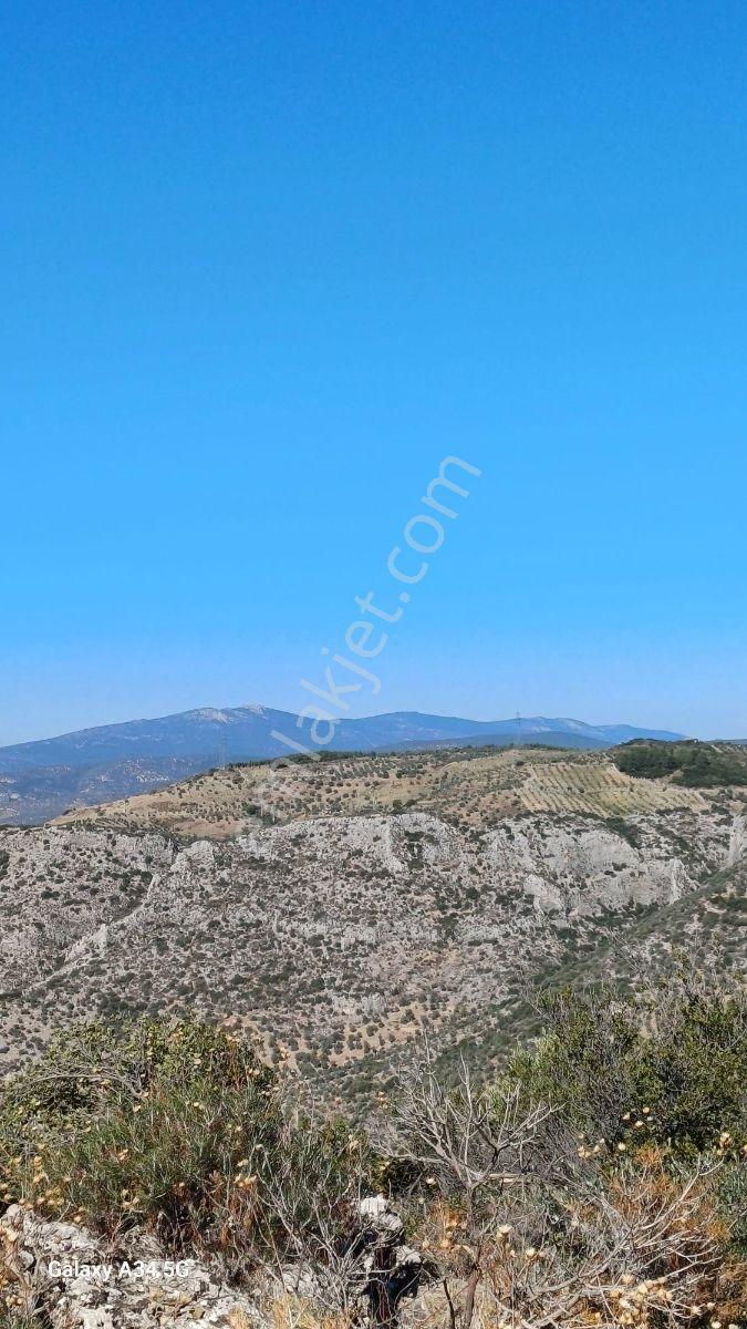 Şirince'de Fırsat! 5900m² Acil Satılık Zeytinlik Müstakil Tapulu - Görsel 6