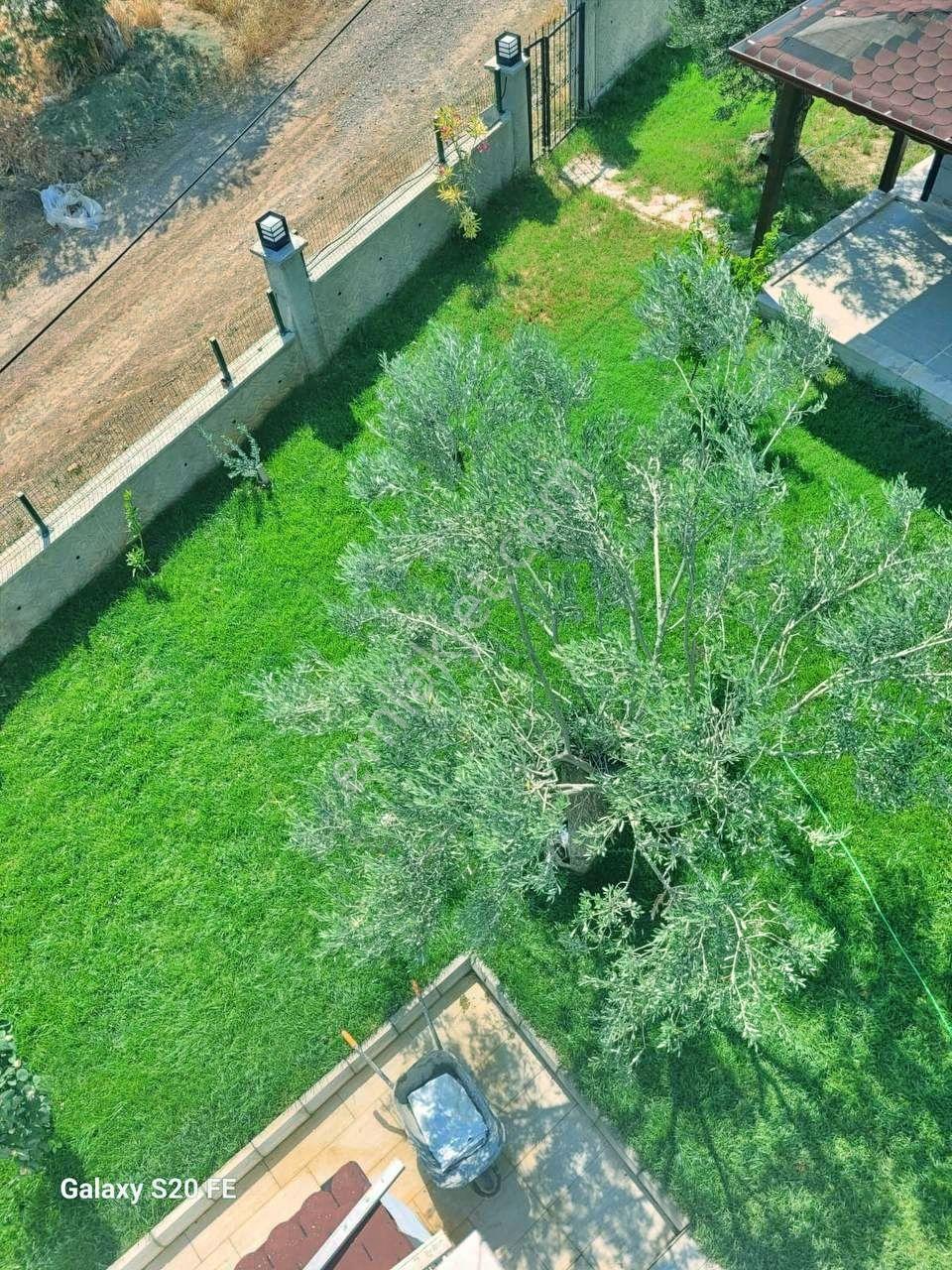 Uytundan Gömeç Karağaçta Denize 200 Metre 3+1 Satılık Villa - Görsel 29