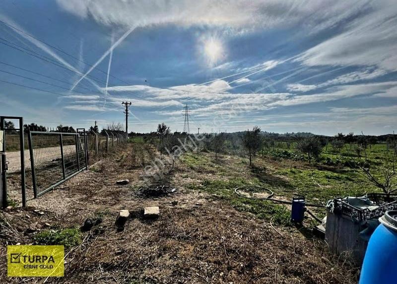 İzmir Torbalıda Tek Tapulu 1293m2 Zeytinli Tarla - Görsel 7