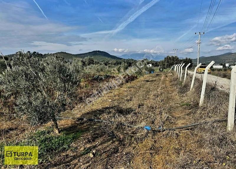 İzmir Torbalıda Tek Tapulu 1293m2 Zeytinli Tarla - Görsel 4