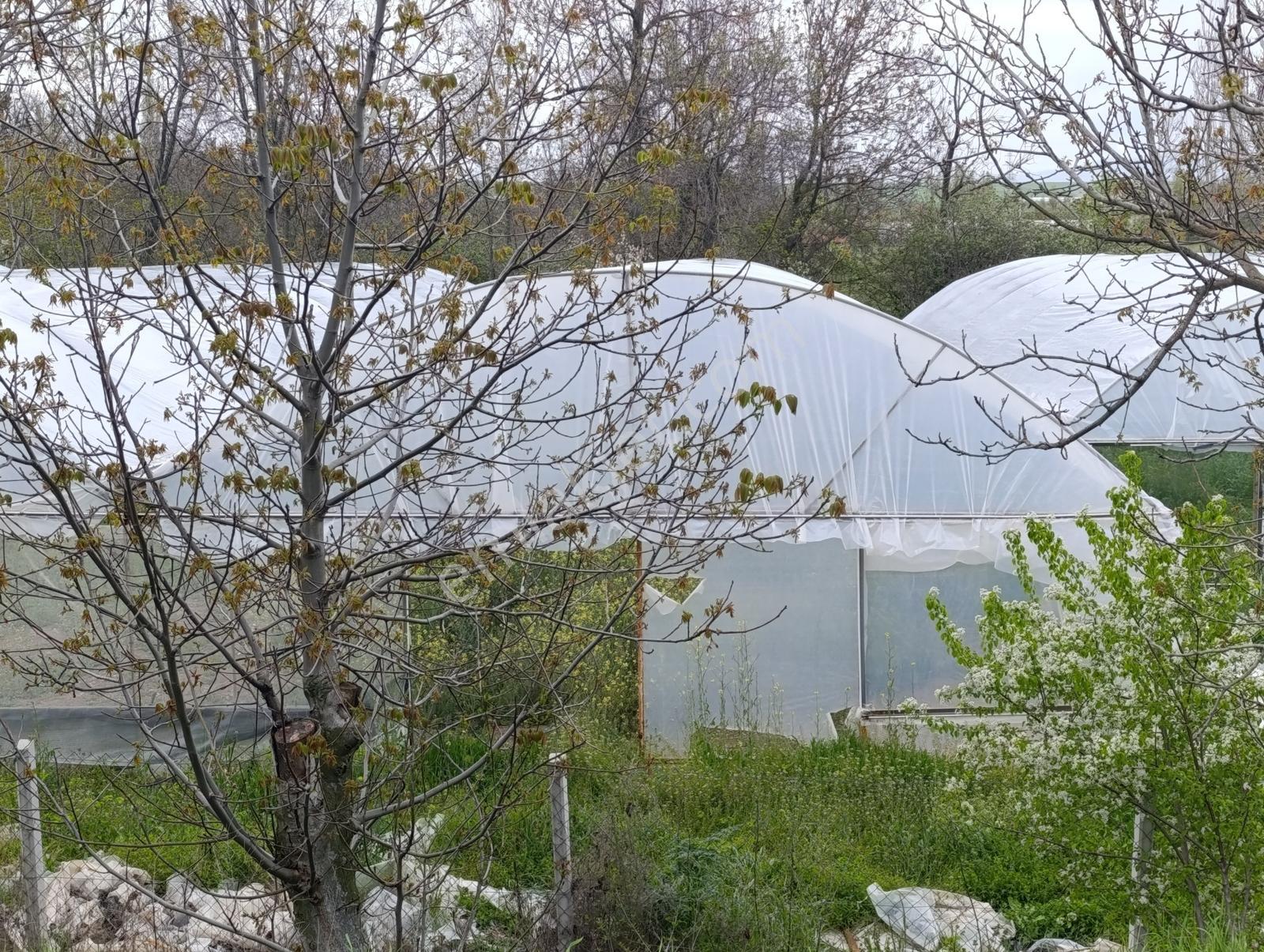 Çorum Merkez Altınbaş Köyünde 8 Adet Satılık Hazır Kurulu Sera - Görsel 10