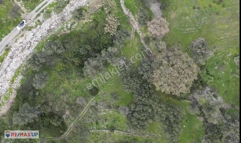 Karaburun Kuyucakta Kaçırılmayacak Tarla Fırsatı - Görsel 3