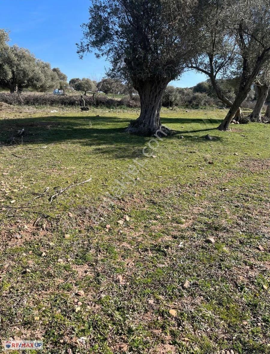 Foça Kozbeyli'de Uygun Fiyatlı Arazi - Görsel 5