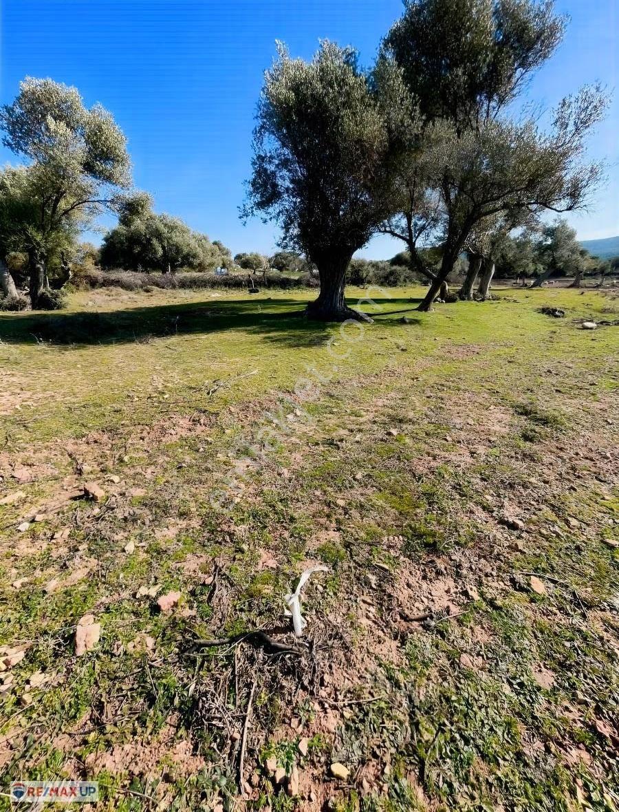 Foça Kozbeyli'de Uygun Fiyatlı Arazi - Görsel 7