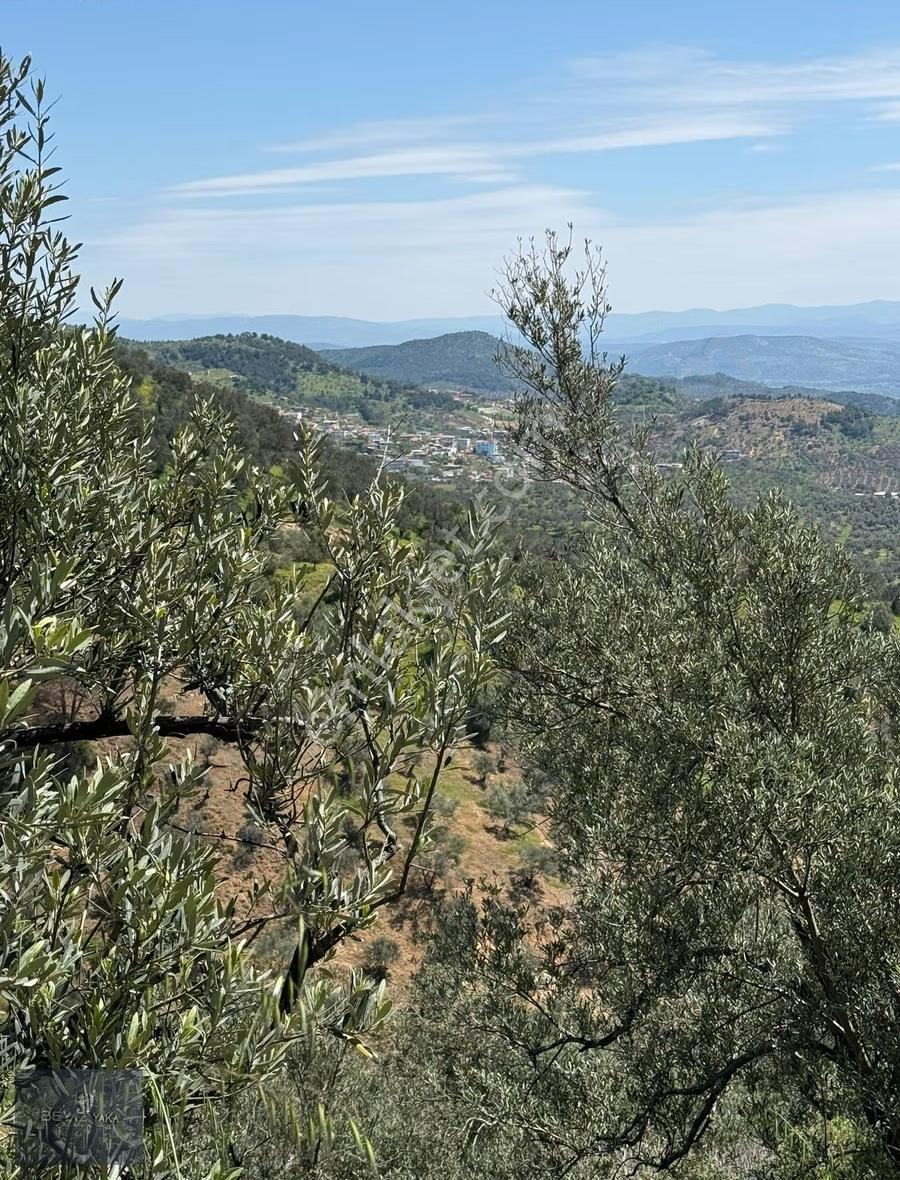Beyazyaka'dan Bergama Sağancı Mah. Satılık Zeytinlik - Görsel 6