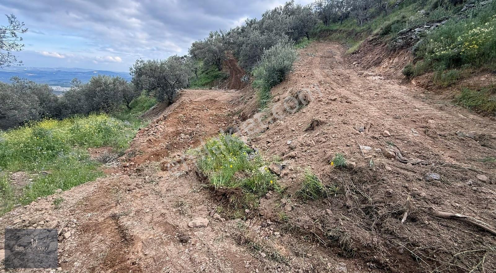 Beyazyaka'dan Bergama Sağancı Mah. Satılık Zeytinlik - Görsel 12