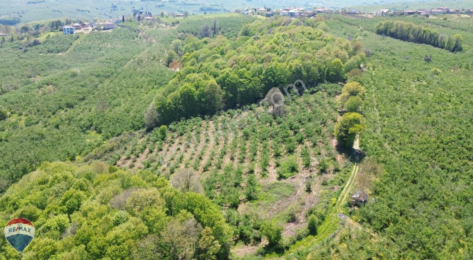 Remax Rıdvan Gedikten Ferizli Kusça Da 17.036 M2 Fındık Tarlası - Görsel 19