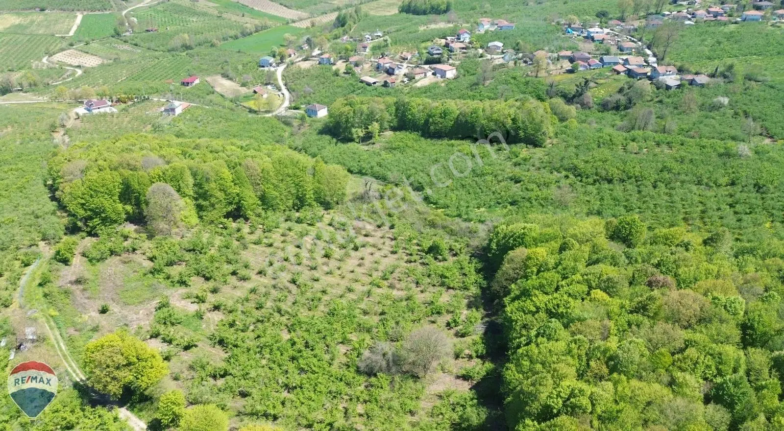 Remax Rıdvan Gedikten Ferizli Kusça Da 17.036 M2 Fındık Tarlası - Görsel 2