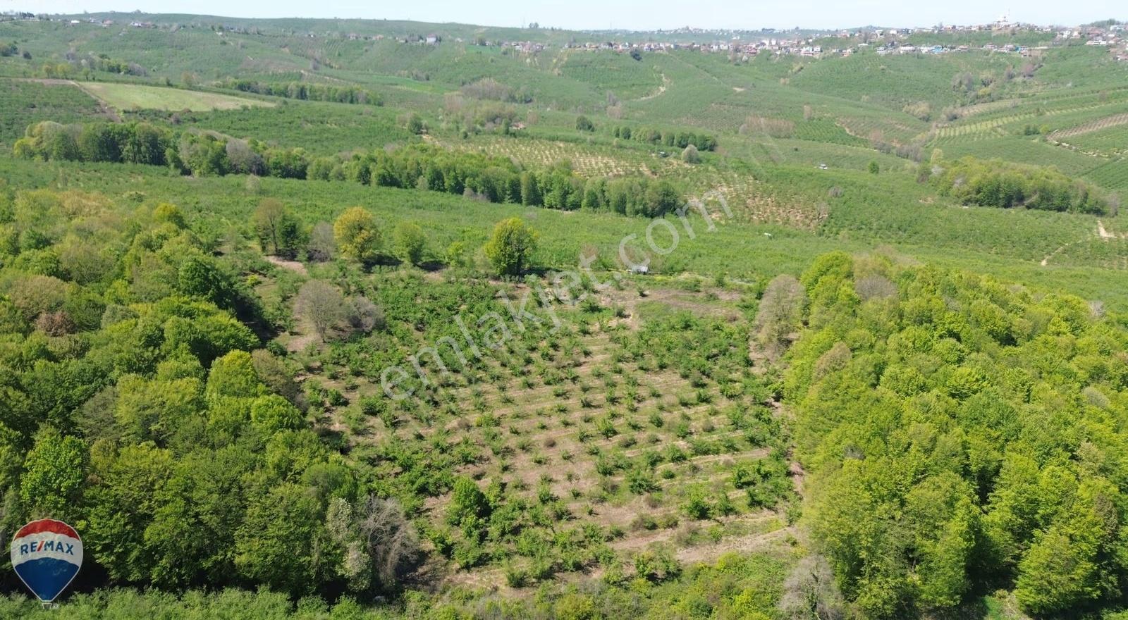 Remax Rıdvan Gedikten Ferizli Kusça Da 17.036 M2 Fındık Tarlası - Görsel 18