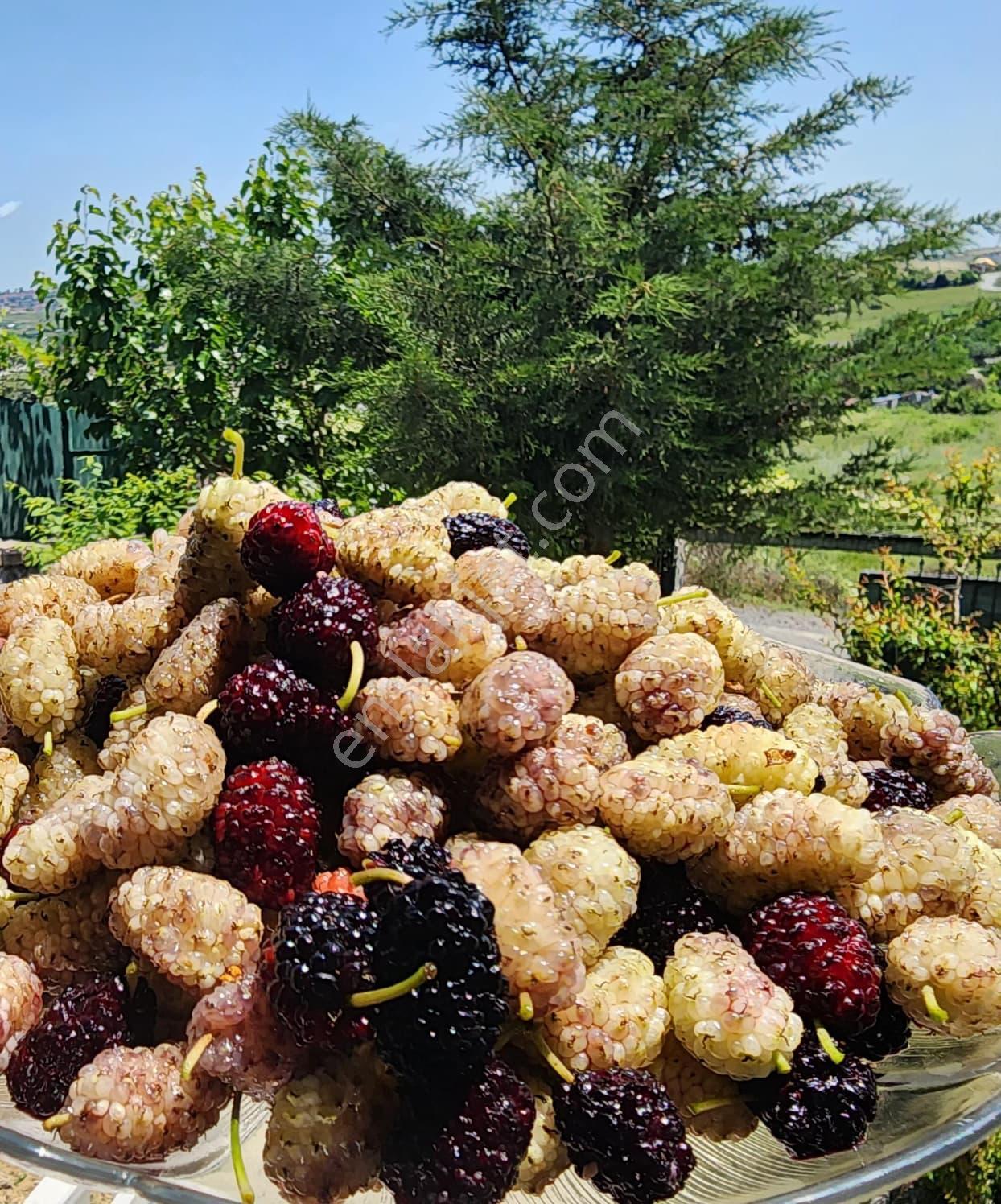 Balcıoğlunda Arnavutköy Tayakadında Acil Satılık İçinde Resmi Yapı Bulunan Hisseli Arsa - Görsel 32