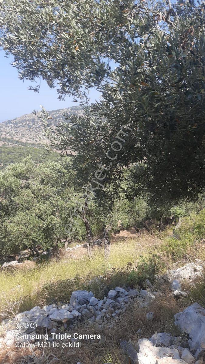 Dalaman Kapıkargın Mah,10,500m2 Arazi - Görsel 10