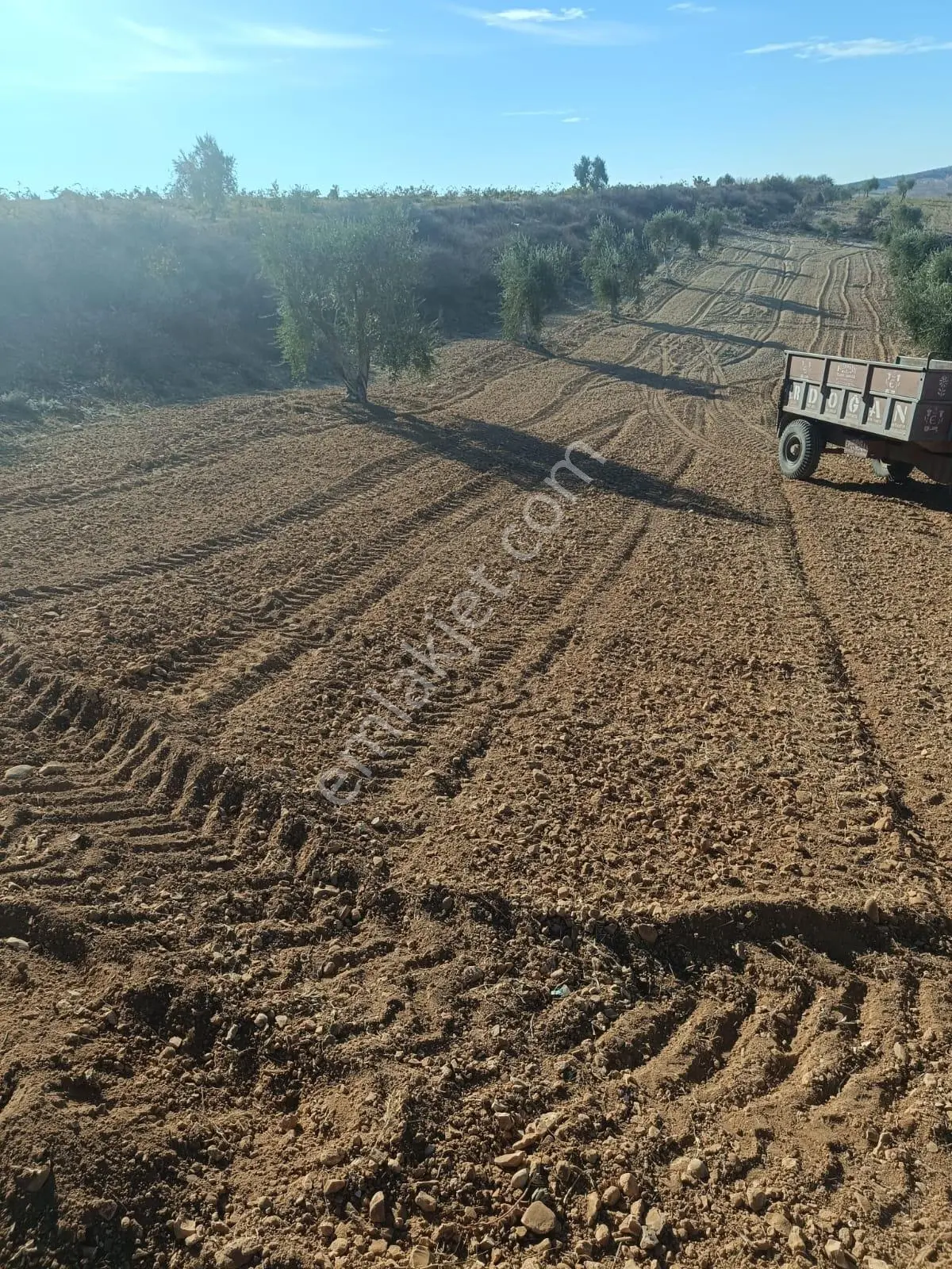 Ayyıldız Emlak'tan 5.585 M2 Zeytinlik Demir Işık Mevki - Görsel 5
