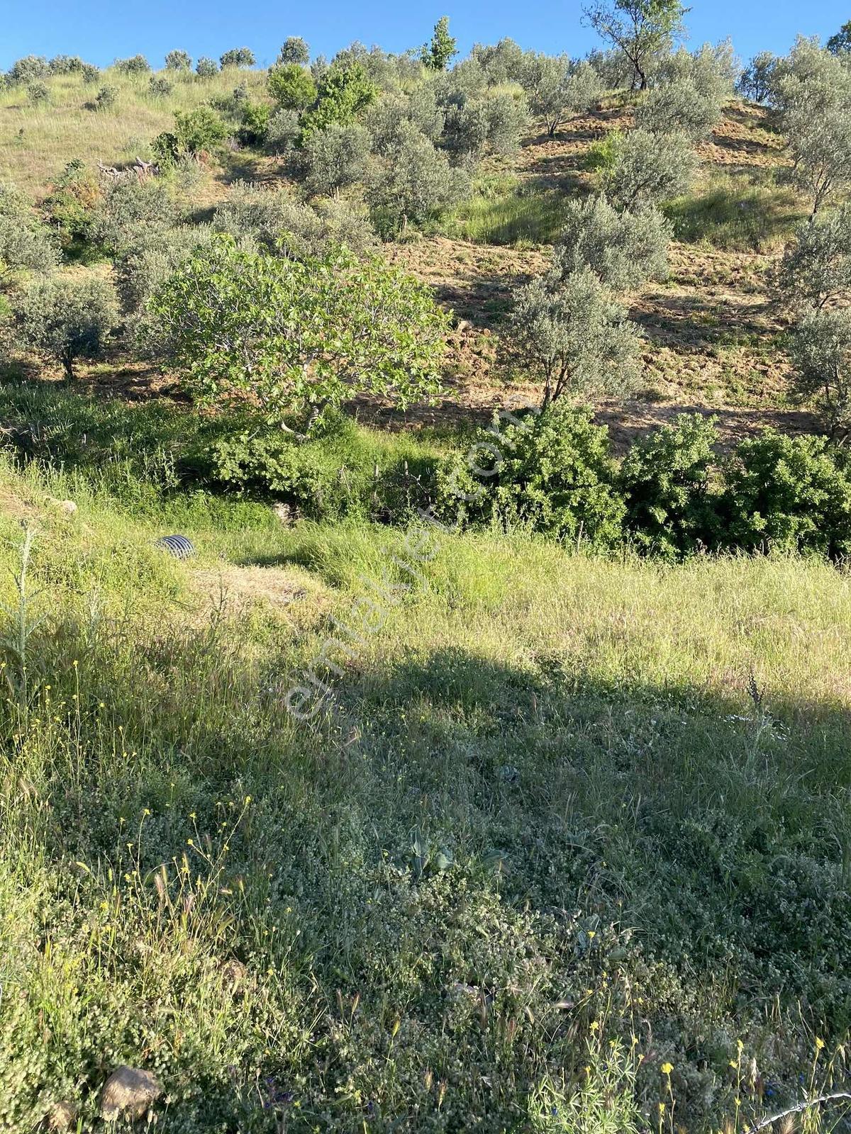 Prestijden Köy Yerleşimine Yakın Yol Cepheli Bahçe - Görsel 9