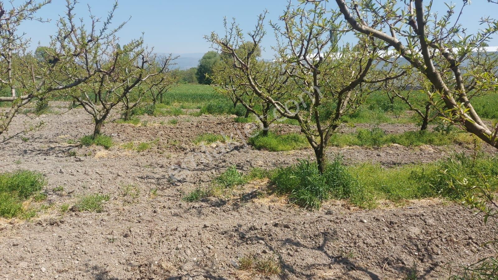 Tahtalı Da 930 M2 Tek Tapu Şeftali Bahçesi - Görsel 12