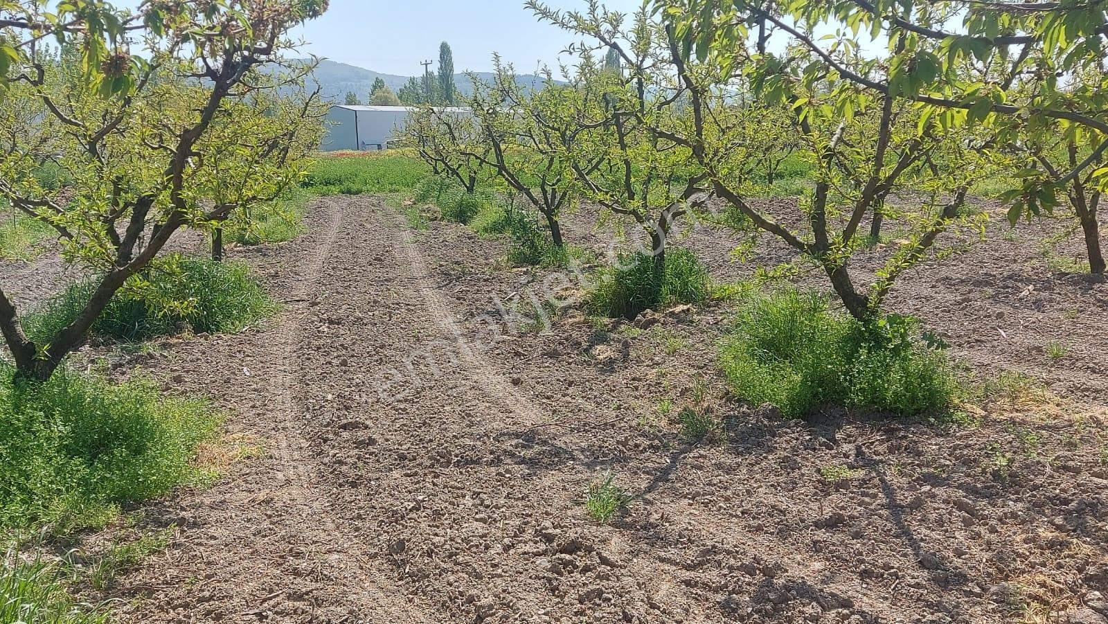 Tahtalı Da 930 M2 Tek Tapu Şeftali Bahçesi - Görsel 13