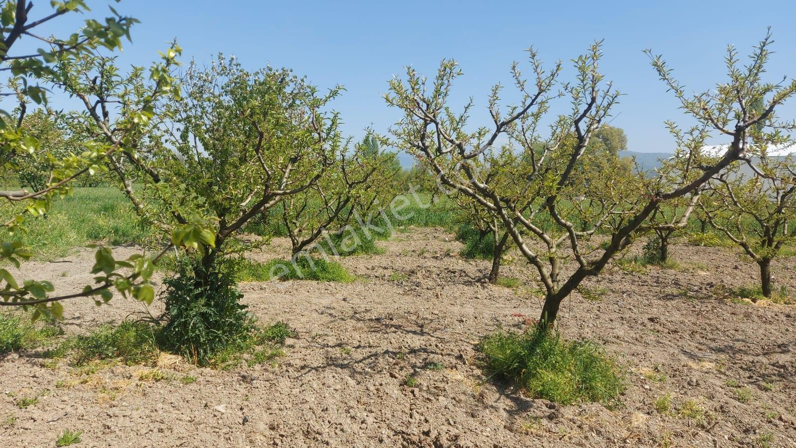 Tahtalı Da 930 M2 Tek Tapu Şeftali Bahçesi - Görsel 14